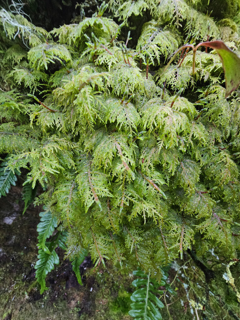 Stairstep Moss (Hylocomium splendens)