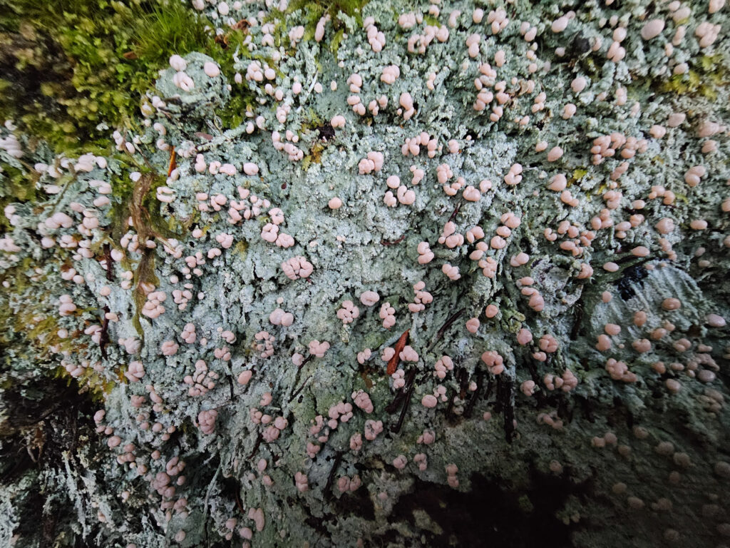 Fairy Puke (<em>Icmadophila ericetorum</em>)