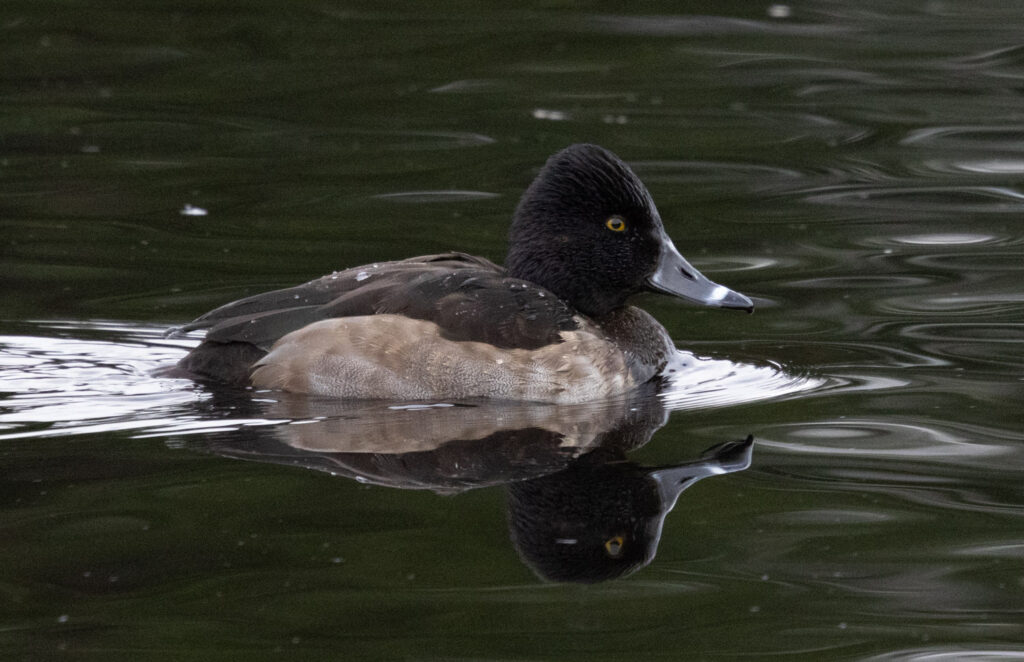 Ring-necked Ducks