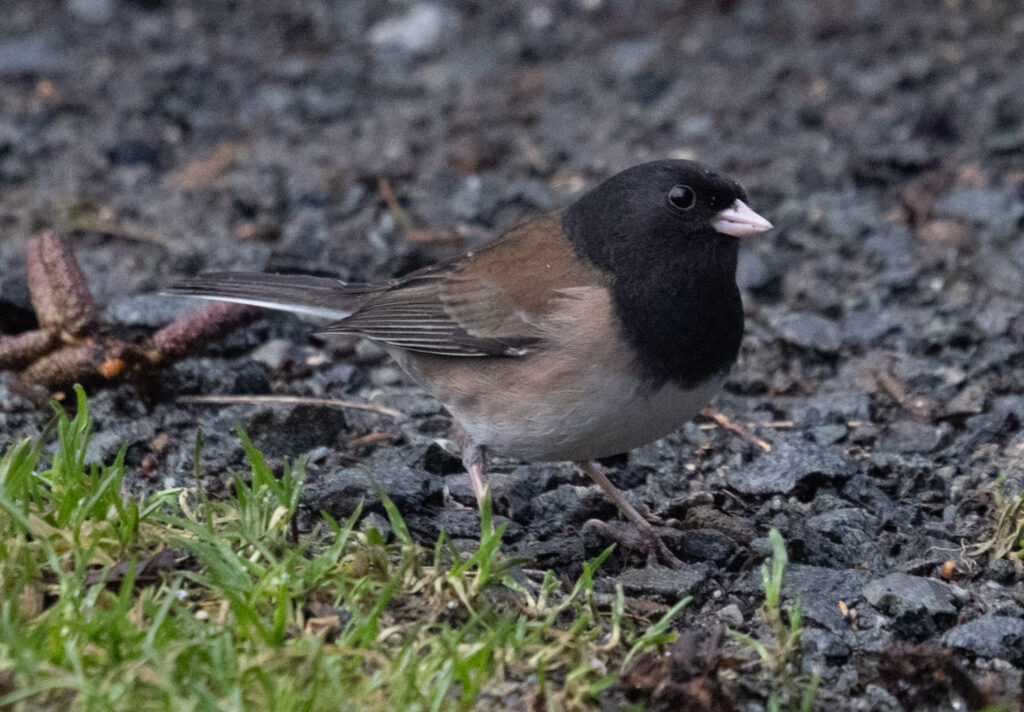 Dark-eyed Junco