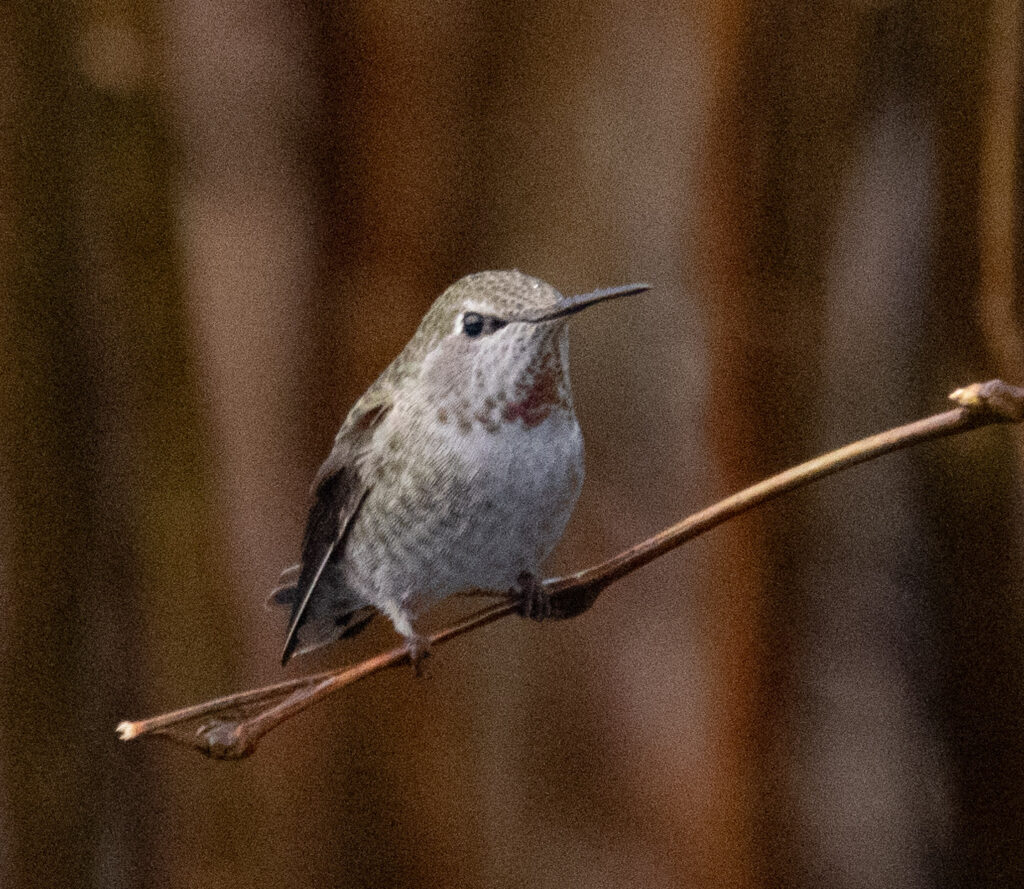 Anna's Hummingbird