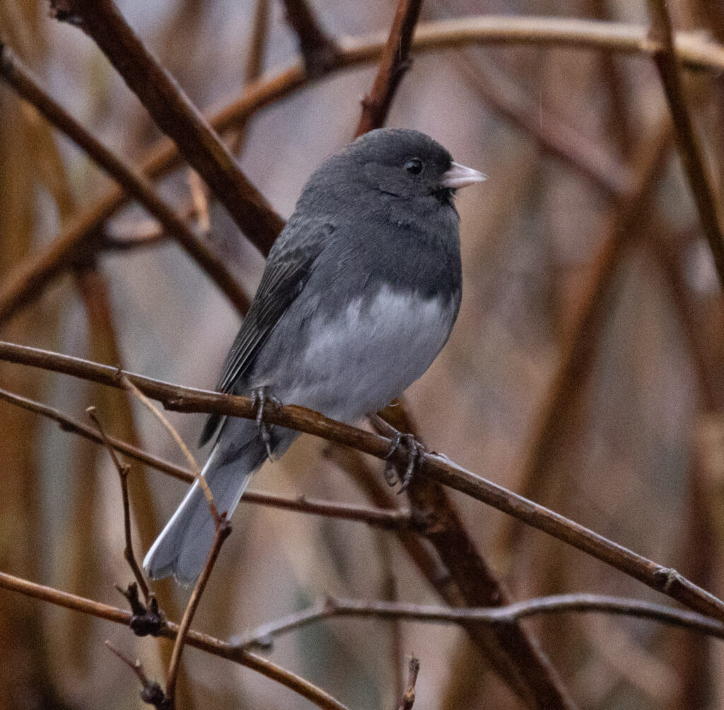 Dark-eyed Junco