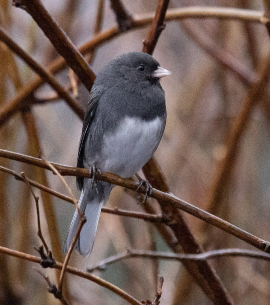 Dark-eyed Junco