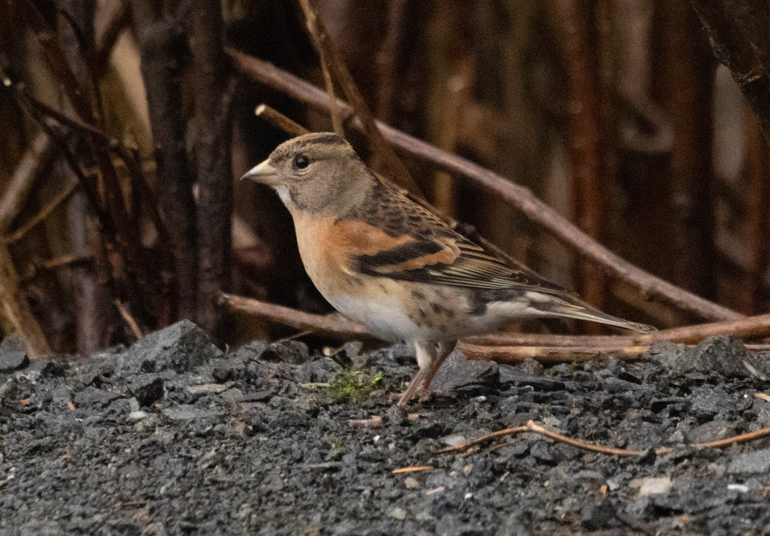 Brambling