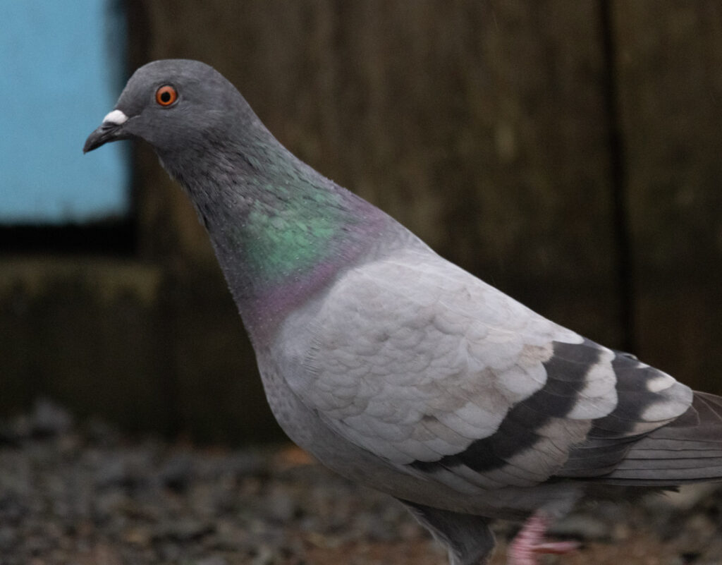 Rock Pigeon