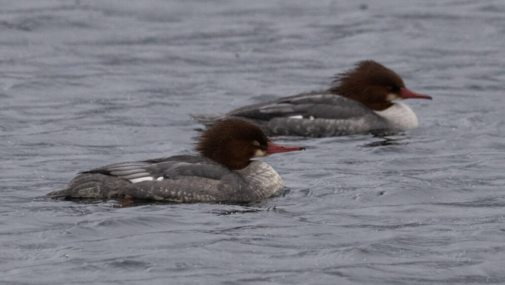 Common Mergansers