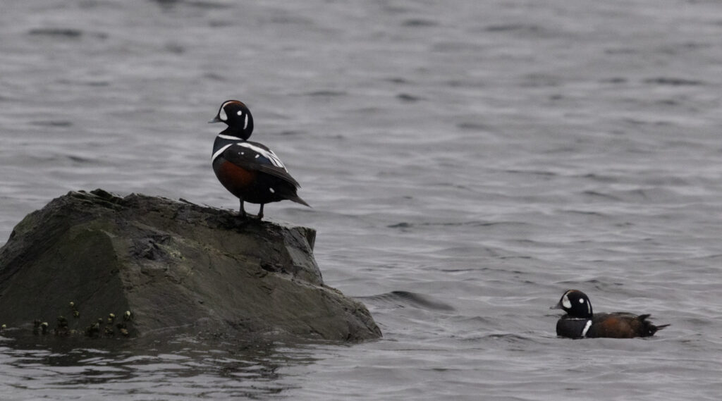 Harlequin Ducks