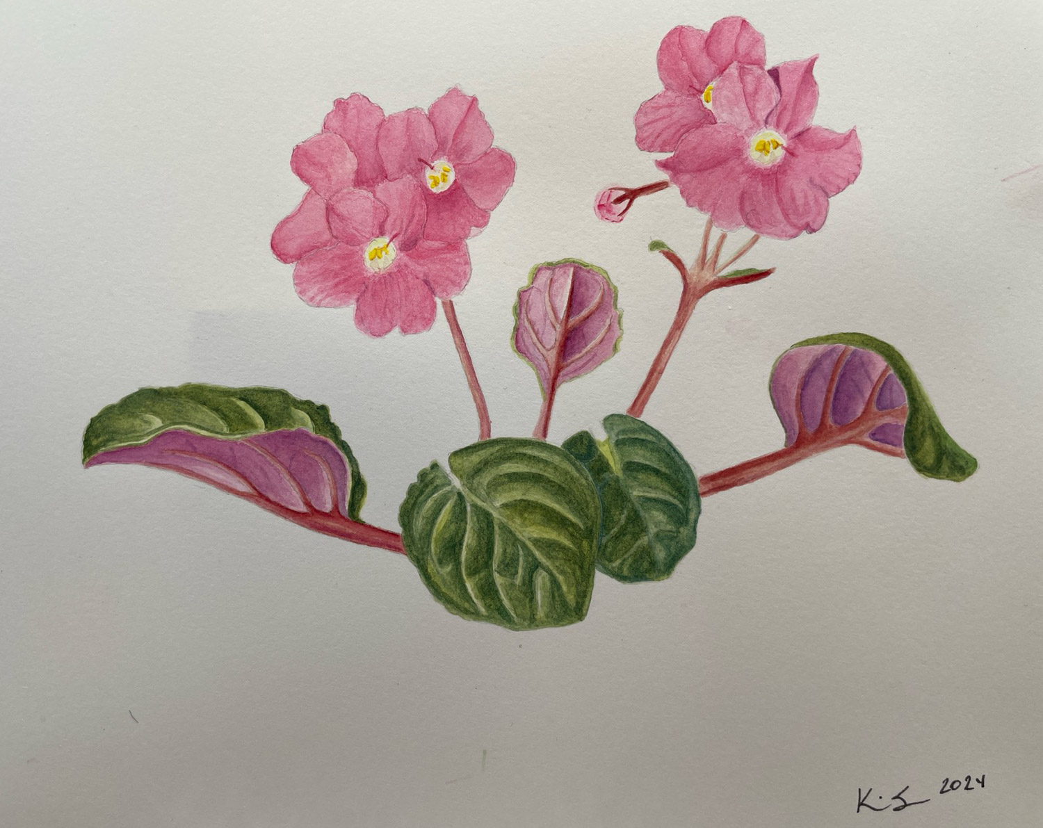 African Violet Illustration