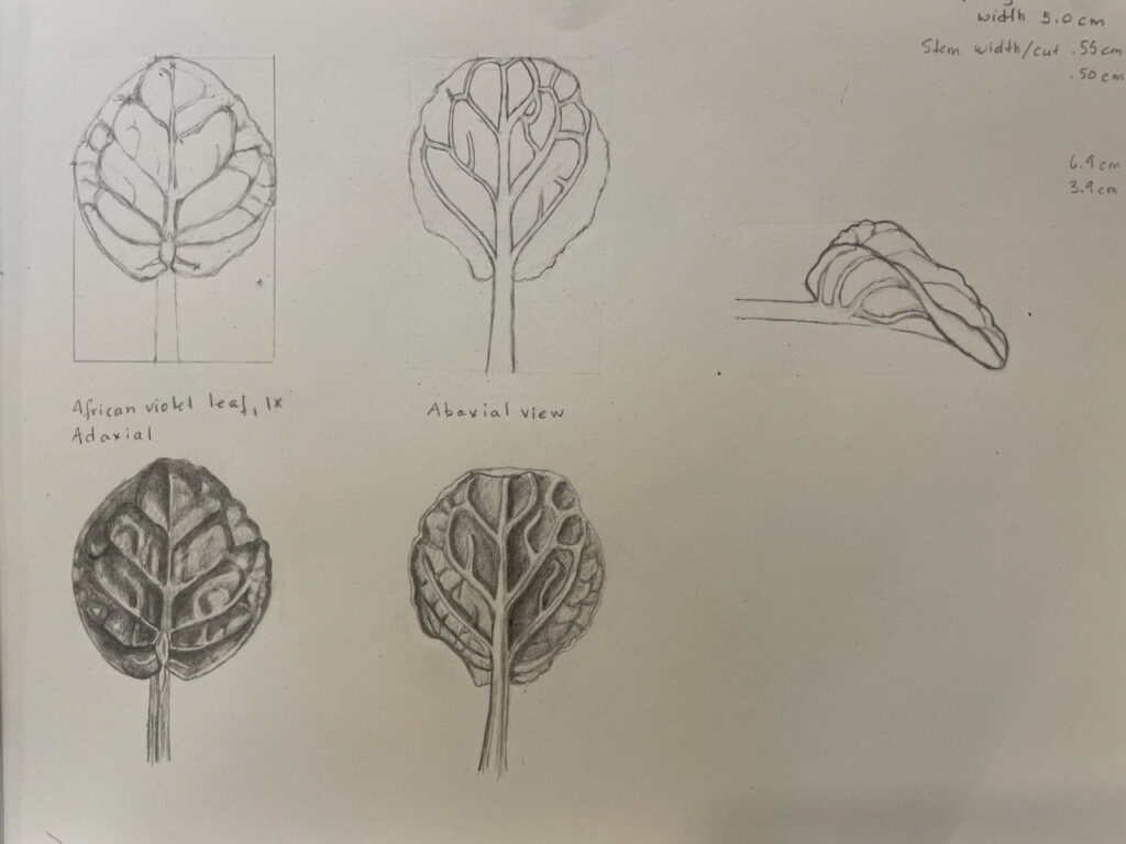 Sketches of African Violet Leaves