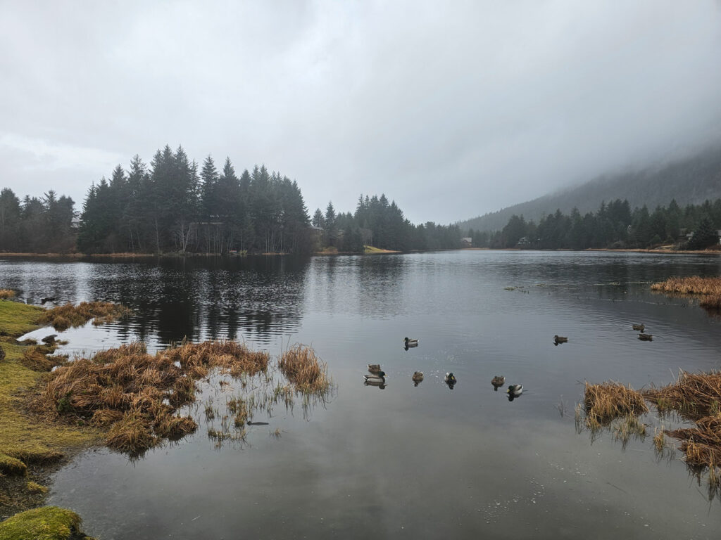 Gray Swan Lake Day