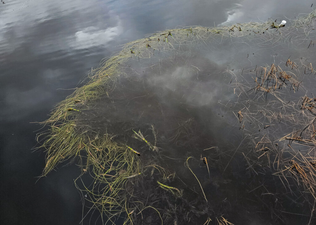 Swan Lake Vegetation