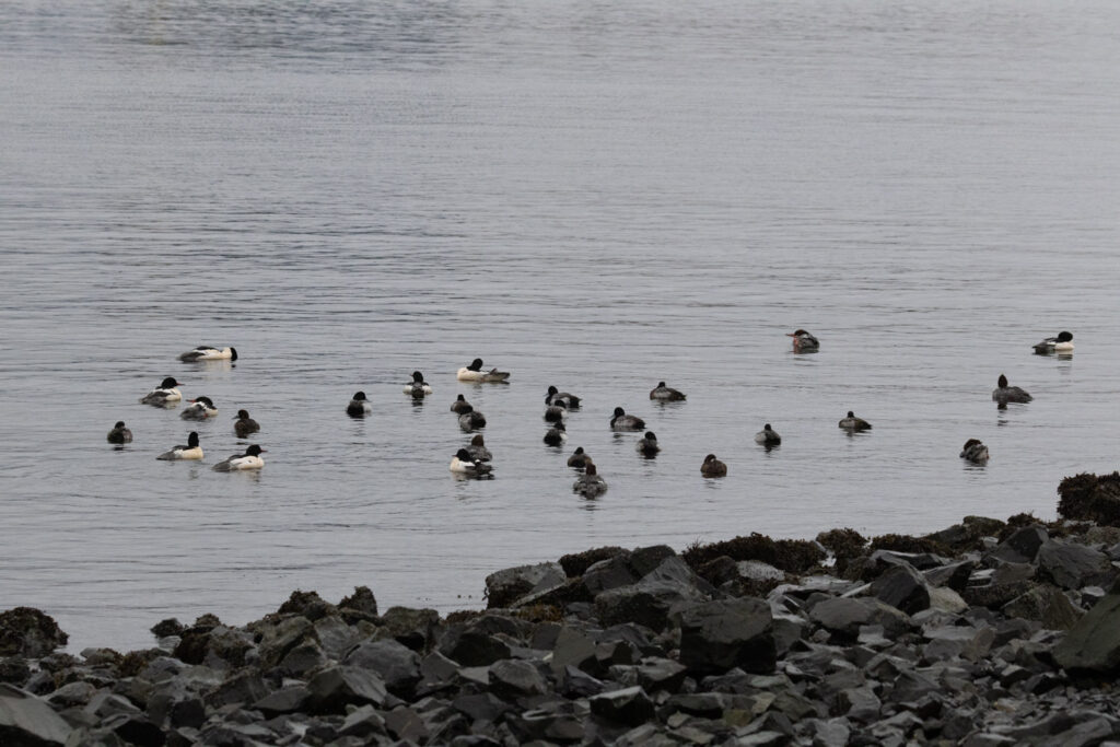 Diving Ducks