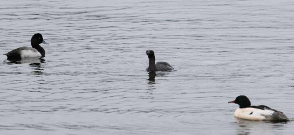 Pelagic Cormorant