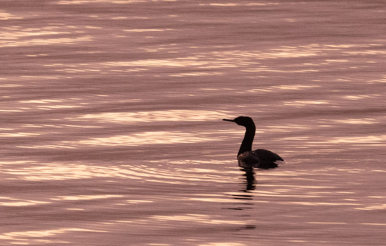 Pelagic Cormorant