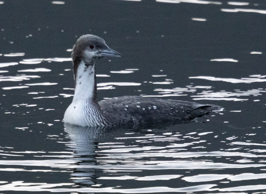 Pacific Loon