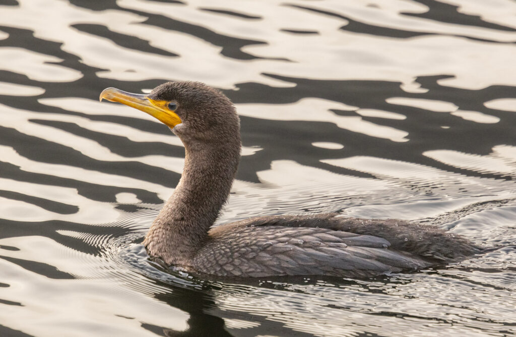 Double-crested Cormorant