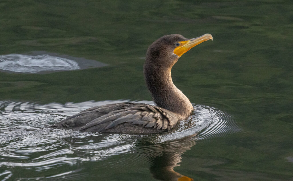 Double-crested Cormorant