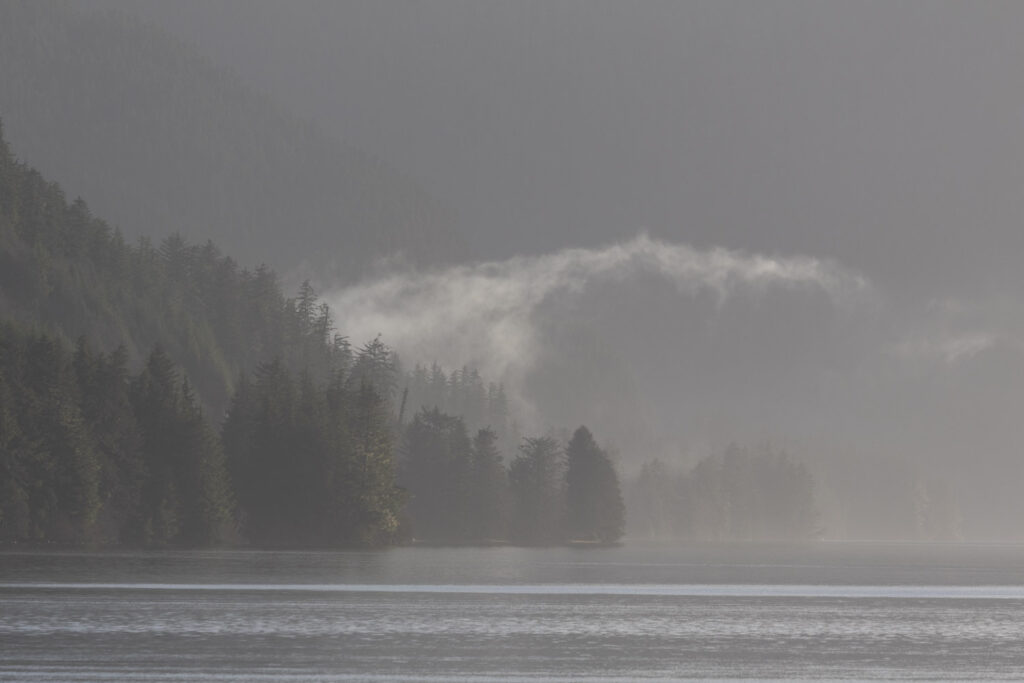 Forested Shoreline