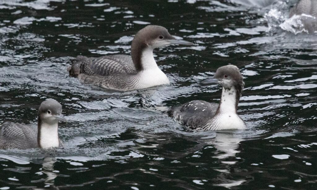 Pacific Loons