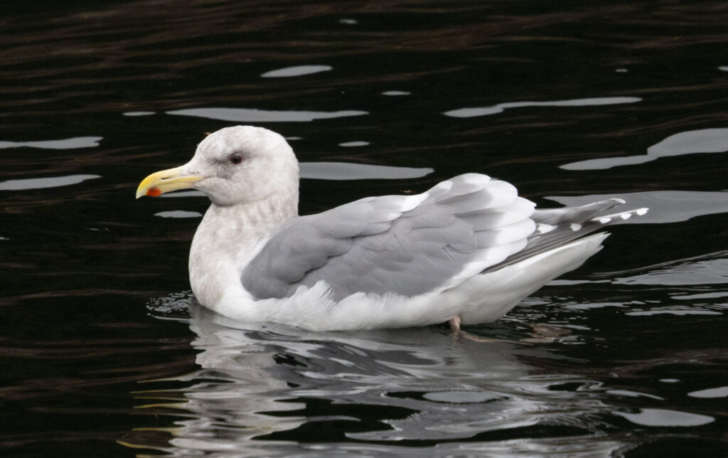 Gull