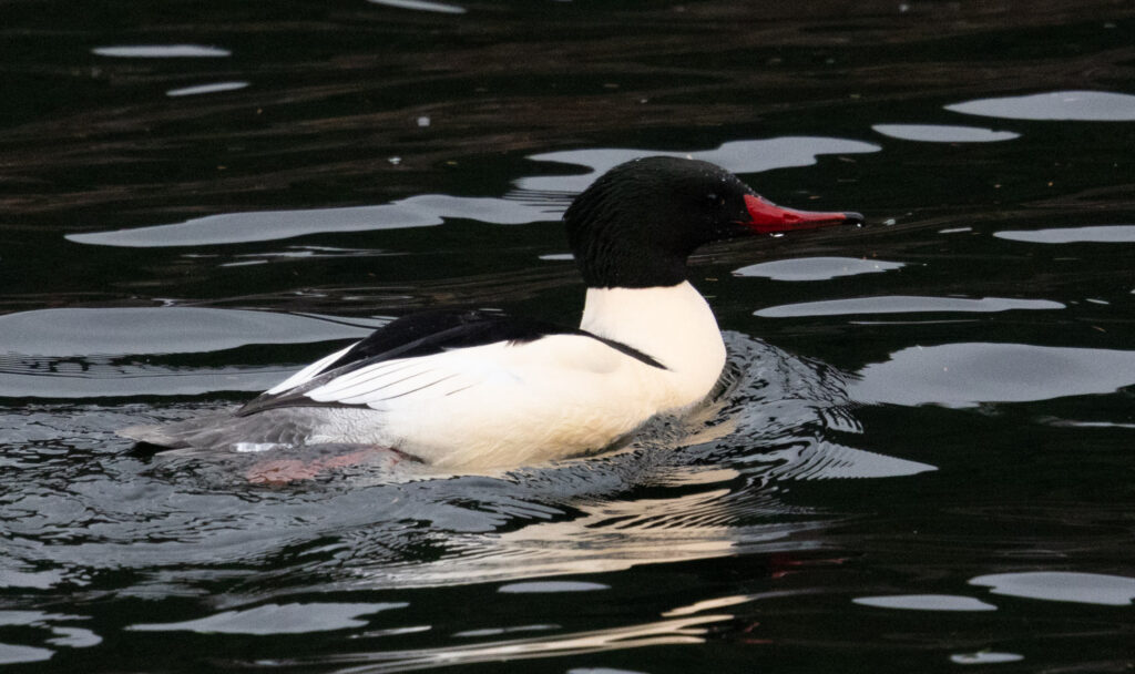 Common Merganser