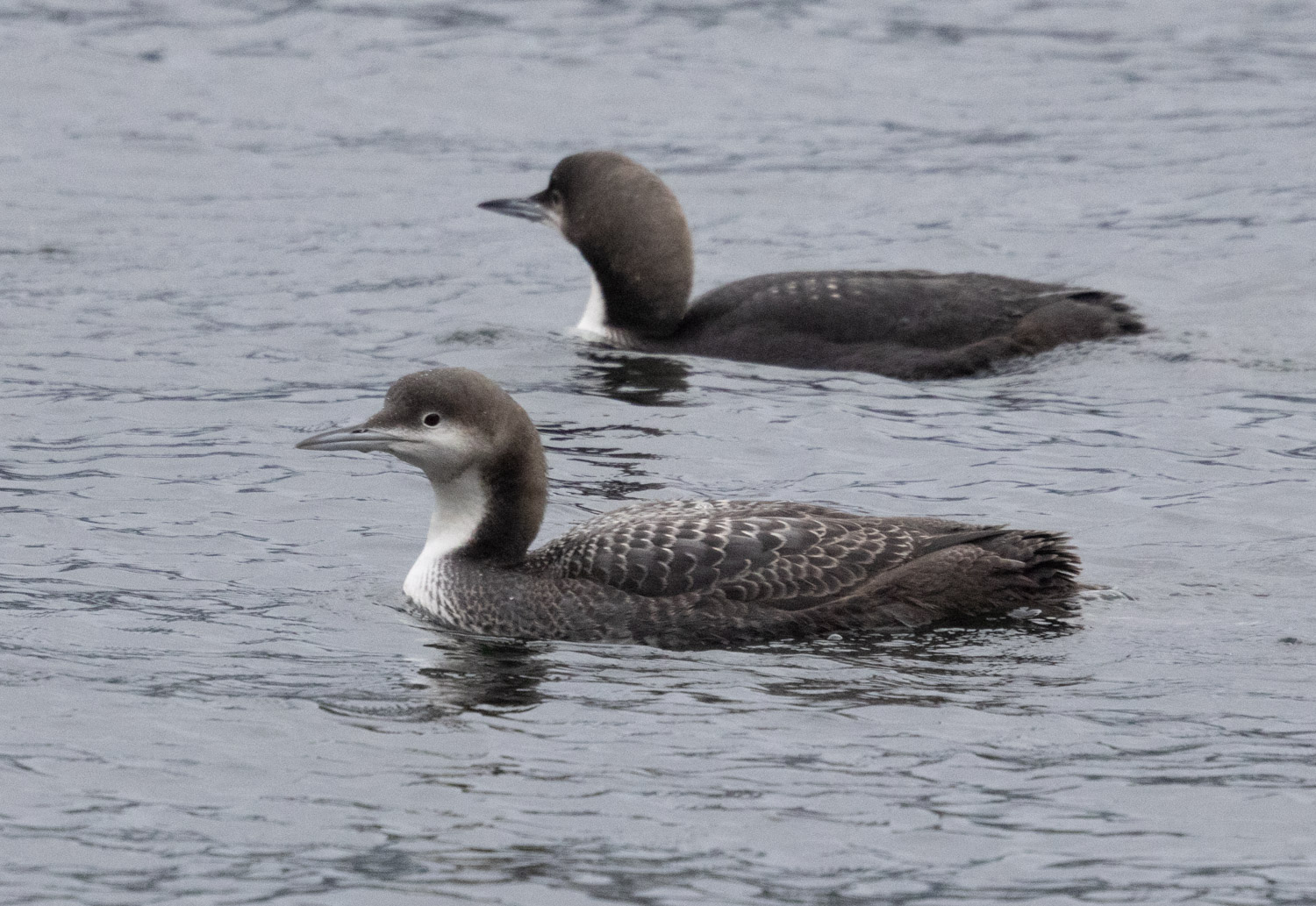 Pacific Loons