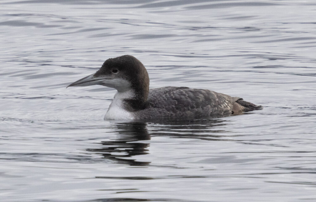 Common Loon