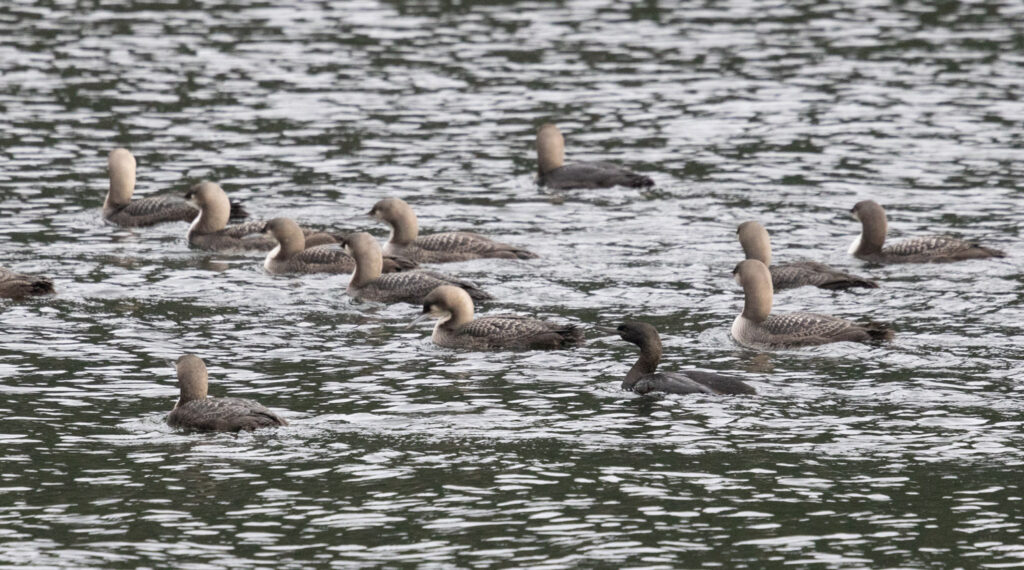 Pacific Loons