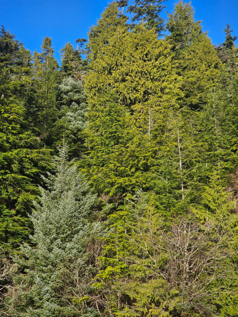 Trees of the Forest