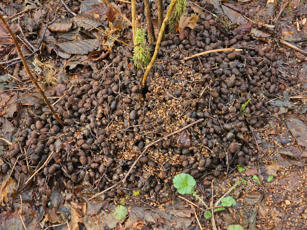 Alder Cone Cache