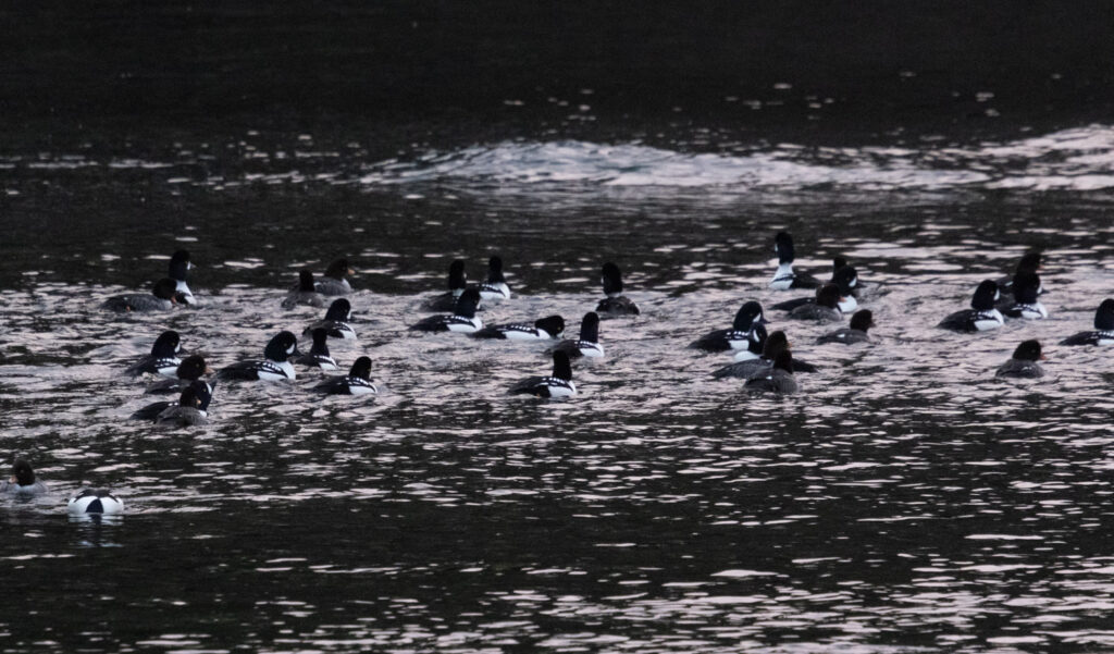 Barrow's Goldeneye