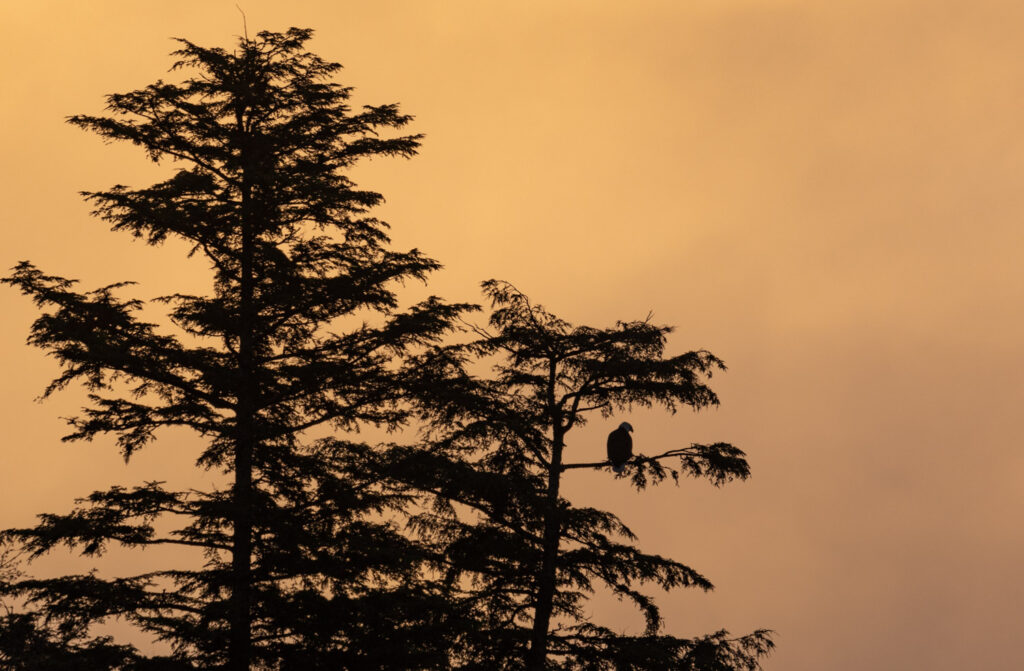 Bald Eagle in a Spruce at Sunrise