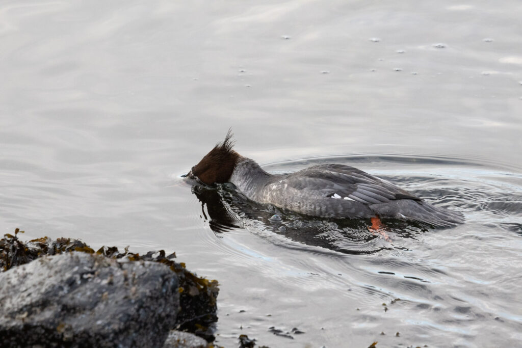 Common Merganser