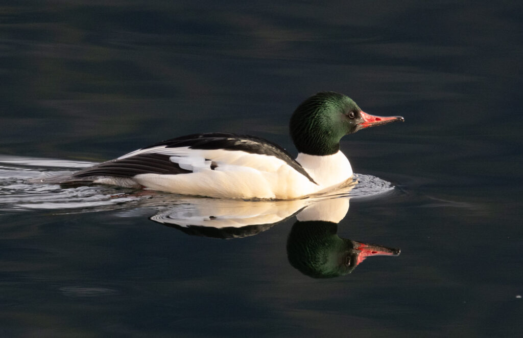 Common Merganser