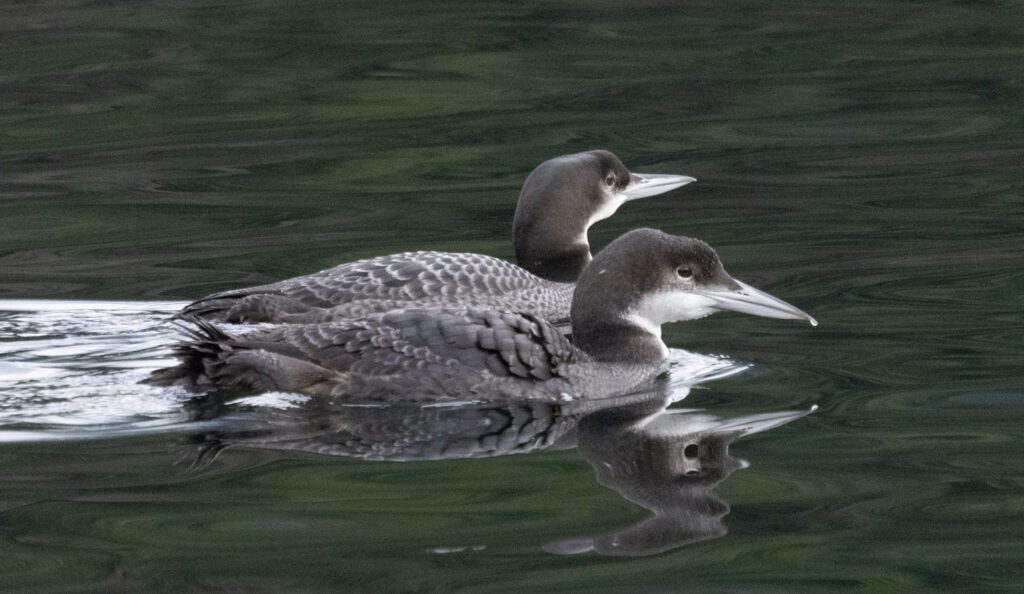 Common Loons