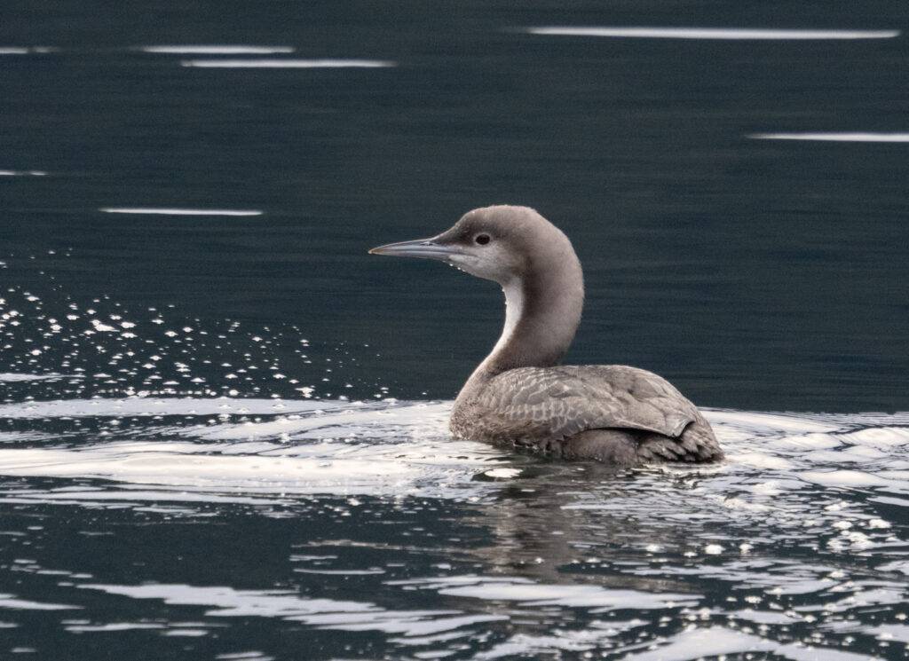 Pacific Loon