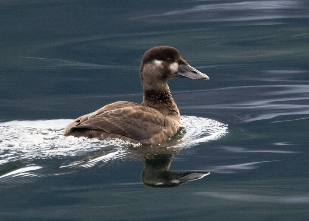 Surf Scoter