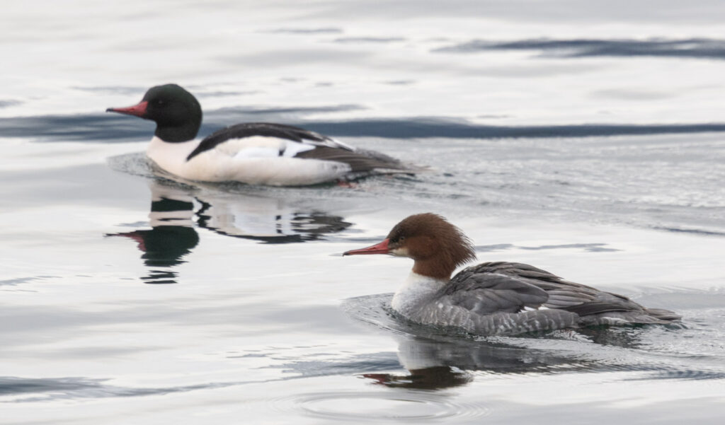 Common Mergansers