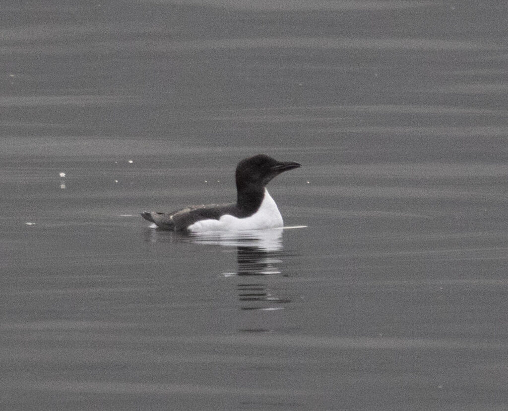 Thick-billed Murre