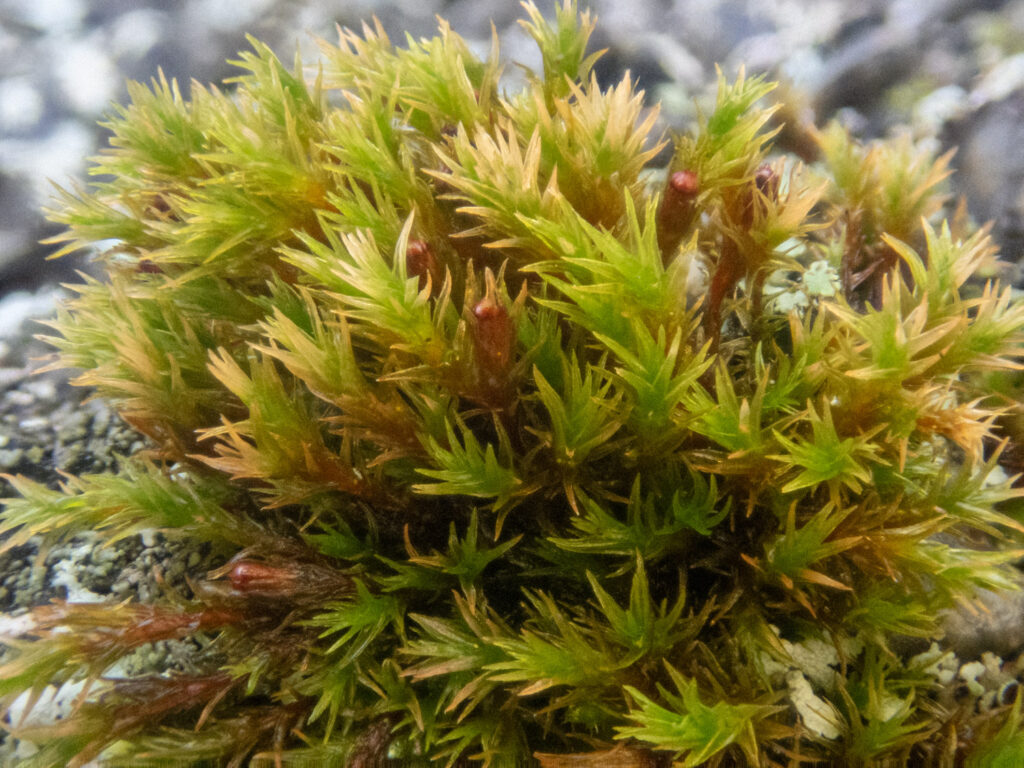 Moss (<em>Schistidium sp</em>)