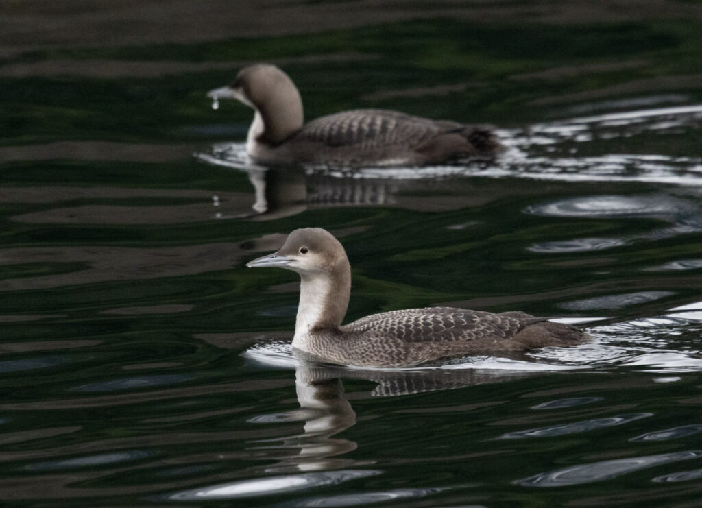 Pacific Loons