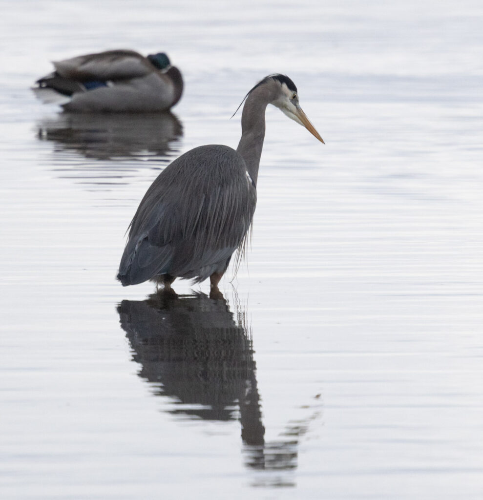 Great Blue Heron