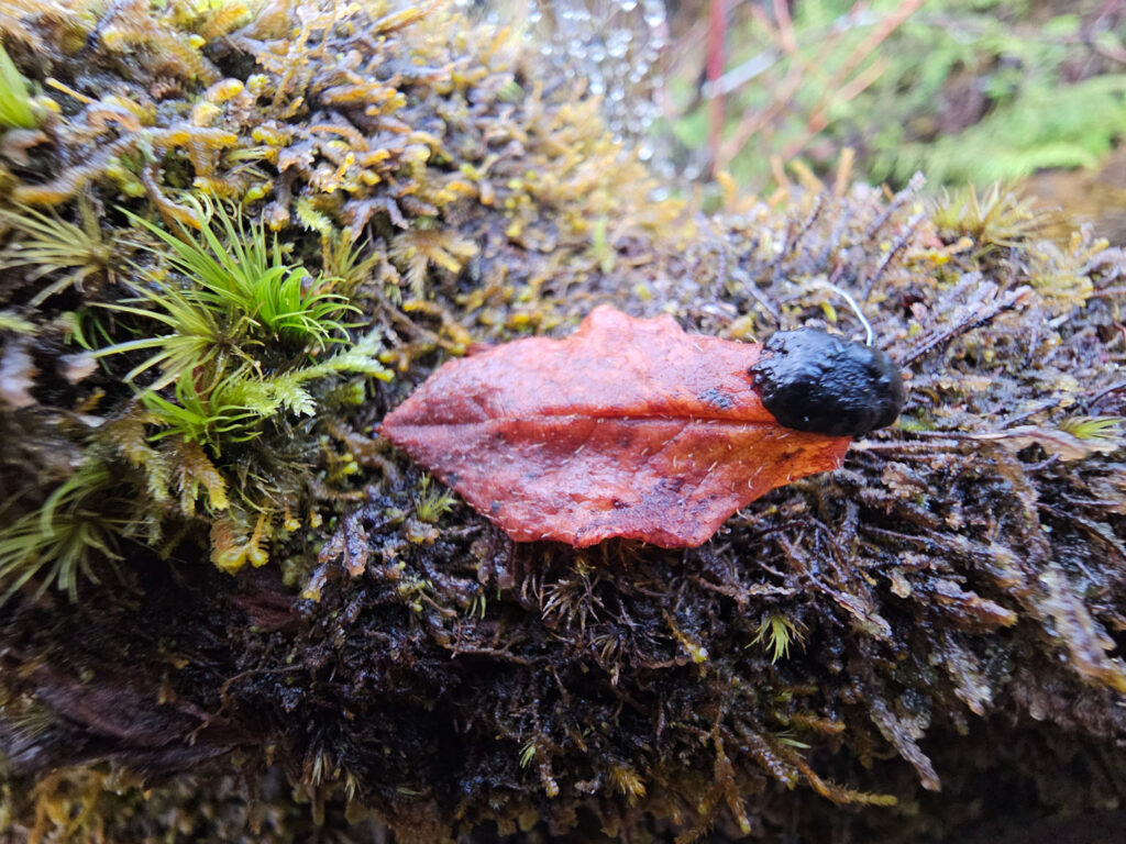 Menziesia Leaf