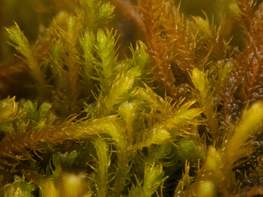 Liverwort (<em>Herbertus</em>)