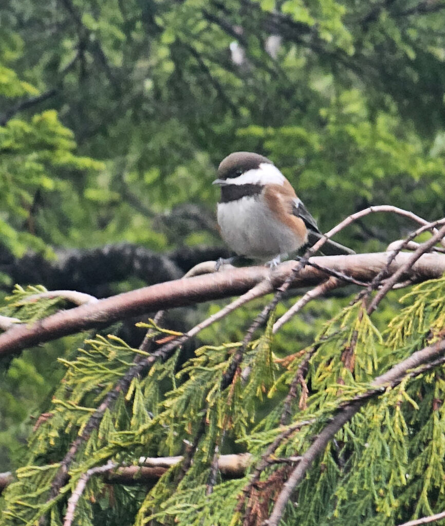 Chestnut-backed Chickadee