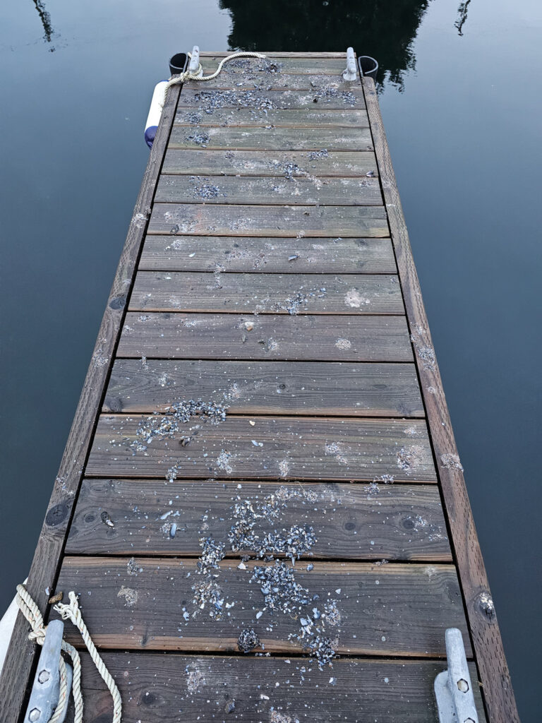 Mussel Remains