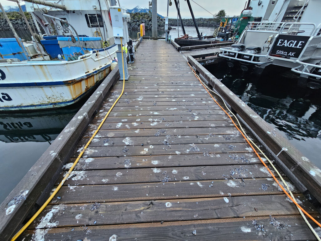 Gull Leavings