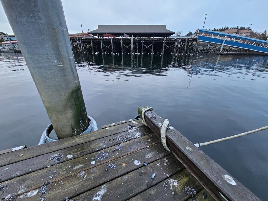 Crescent Harbor Gulls