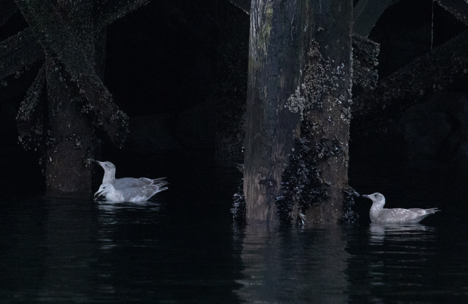 Gulls Picking at Mussels