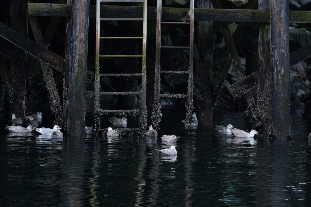 Gulls Picking at Mussels